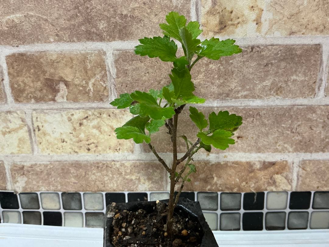 ピンク系小菊　秋咲き　1苗