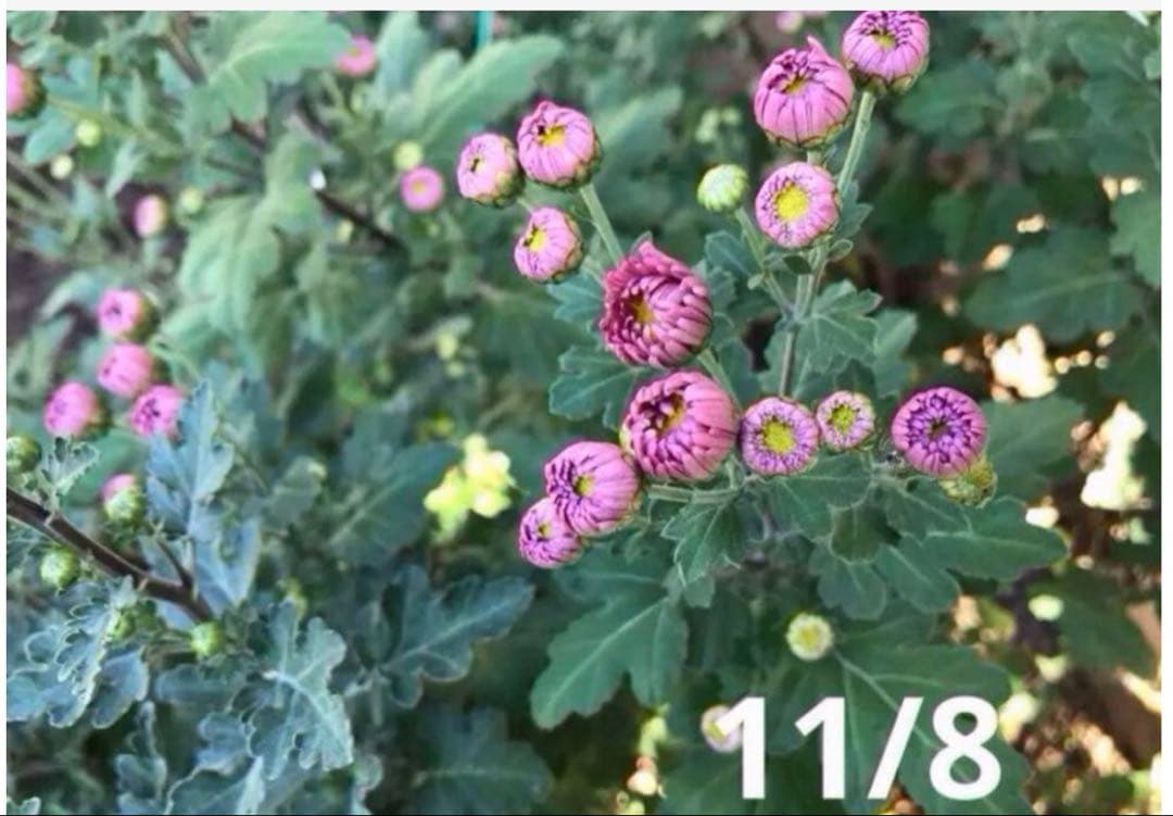 ピンク系小菊　秋咲き　1苗