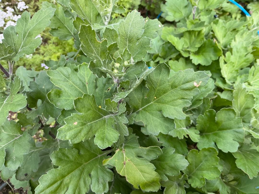 ピンク系小菊　秋咲き　1苗