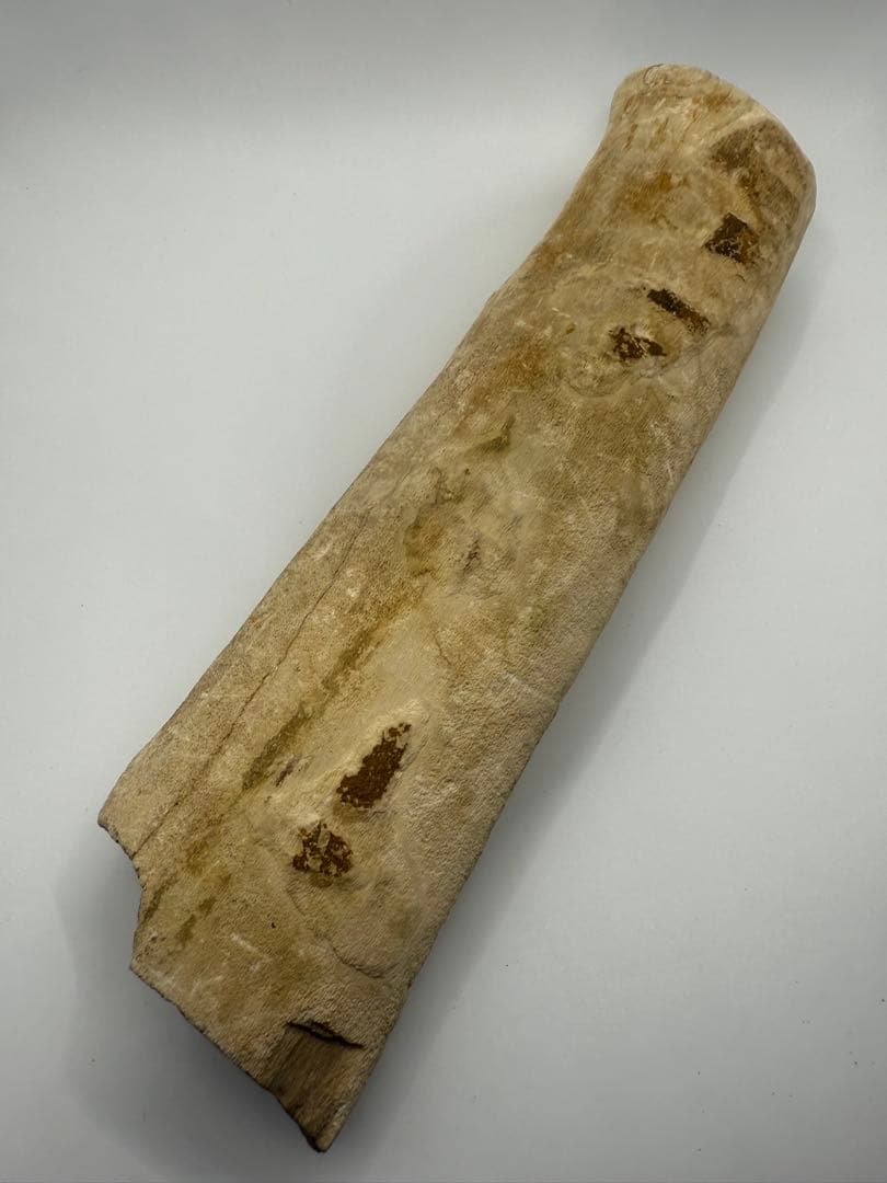 珪化木 超美品 20cm×5cm 625g