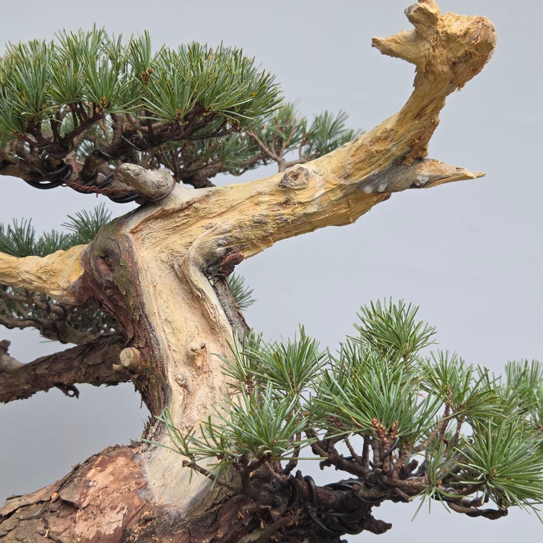 宮島五葉松　[模様木]　大品盆栽