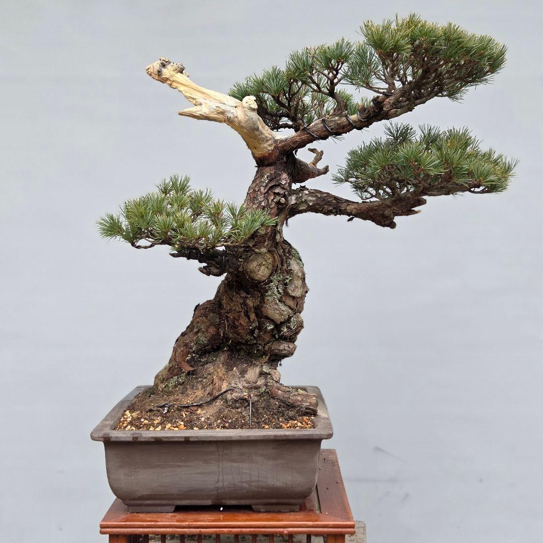 宮島五葉松　[模様木]　大品盆栽