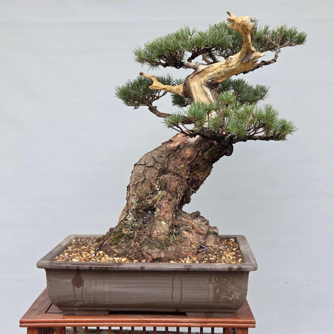 宮島五葉松　[模様木]　大品盆栽