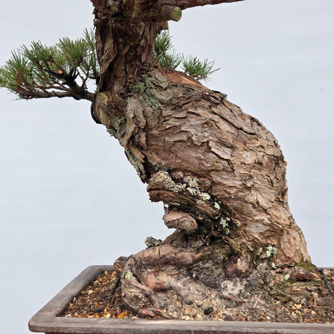 宮島五葉松　[模様木]　大品盆栽