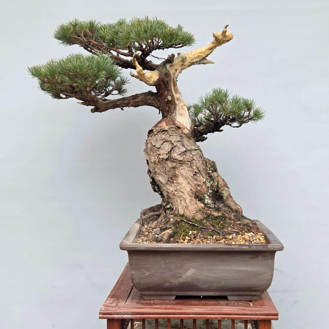 宮島五葉松　[模様木]　大品盆栽