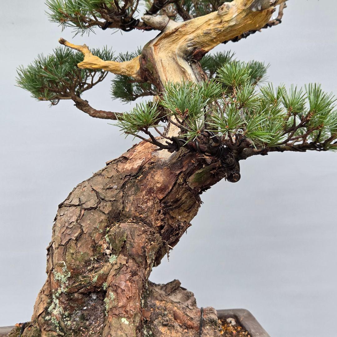 宮島五葉松　[模様木]　大品盆栽