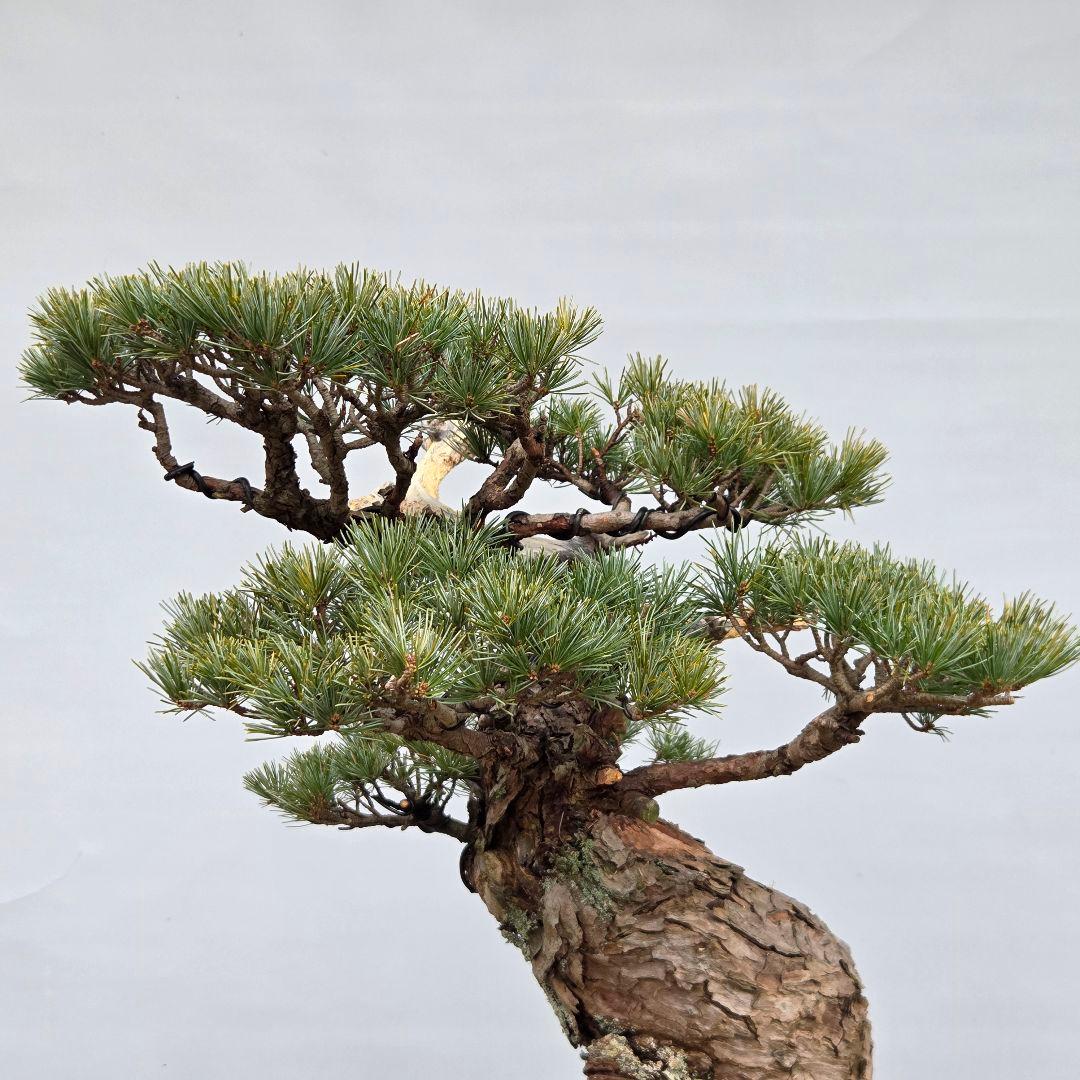 宮島五葉松　[模様木]　大品盆栽