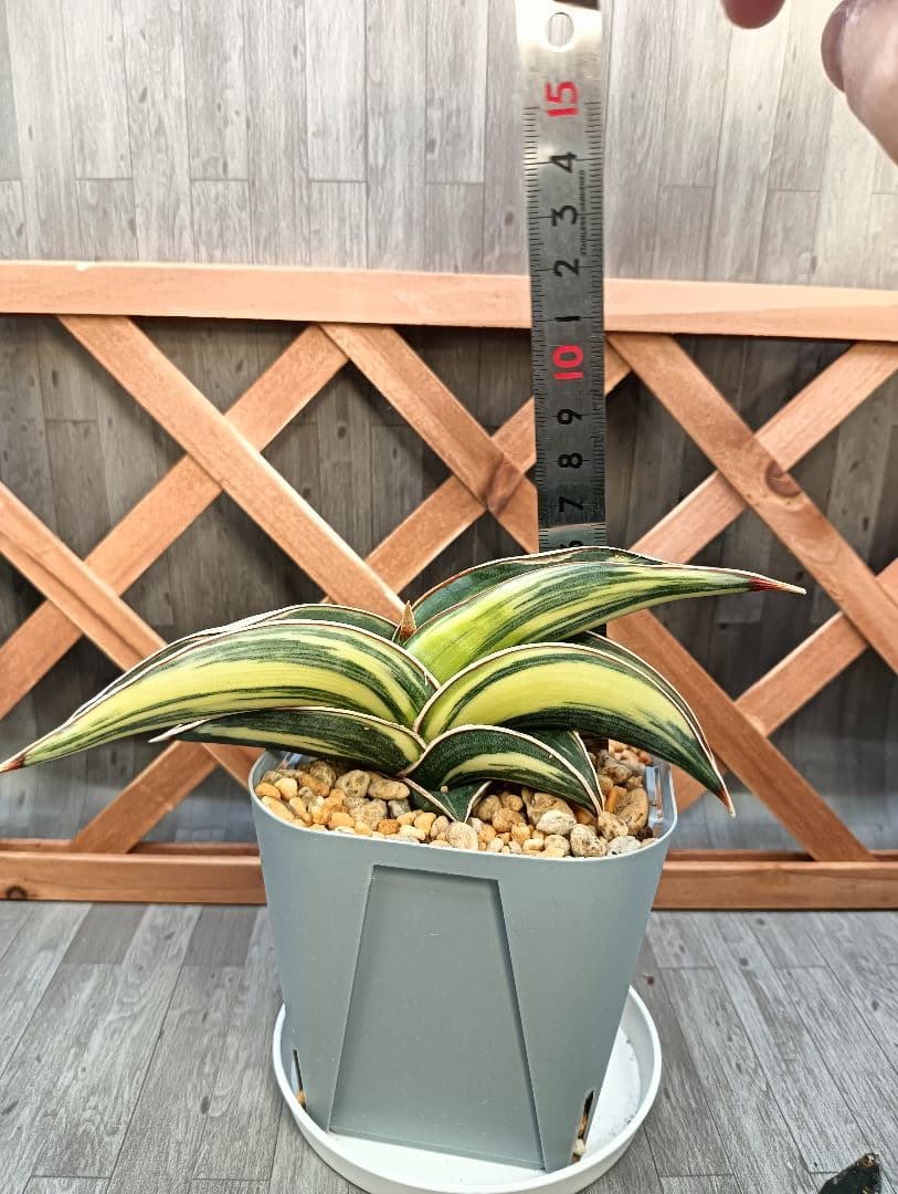 ☆S-4 超希少！大き目 サンスベリア ロリダ 斑入り ベアルート メルカリ便