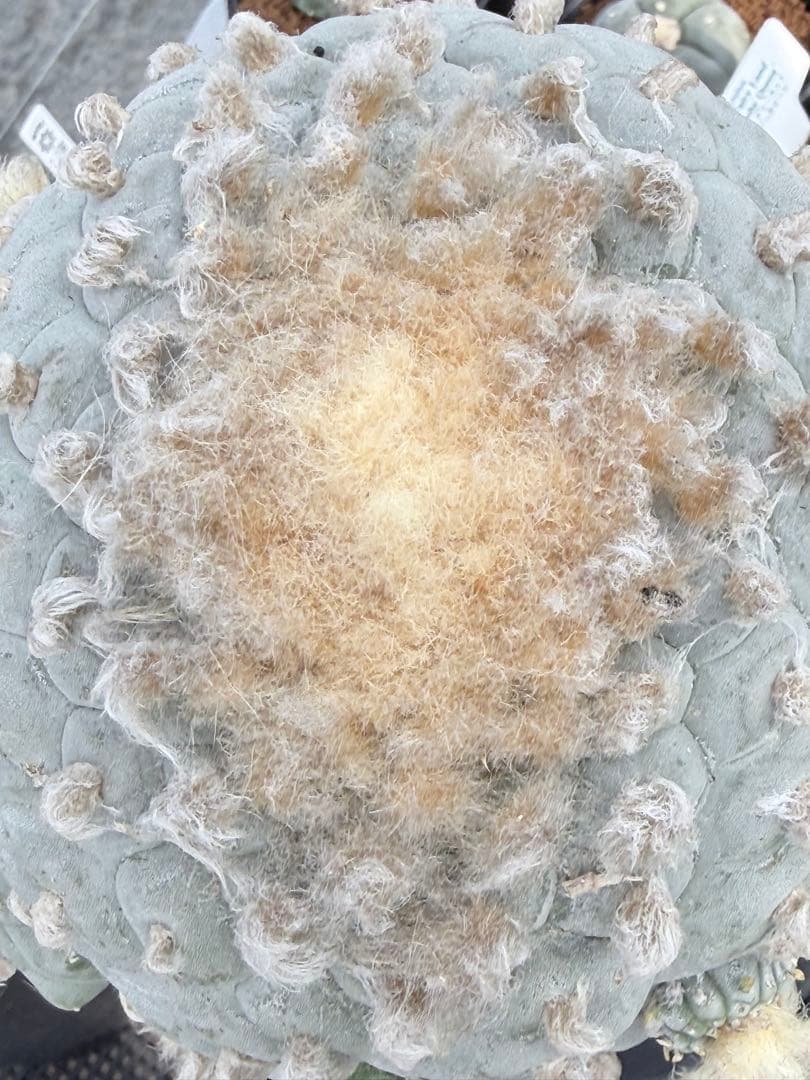 銀冠玉錦　ロホホラ　サボテン　鳥羽玉