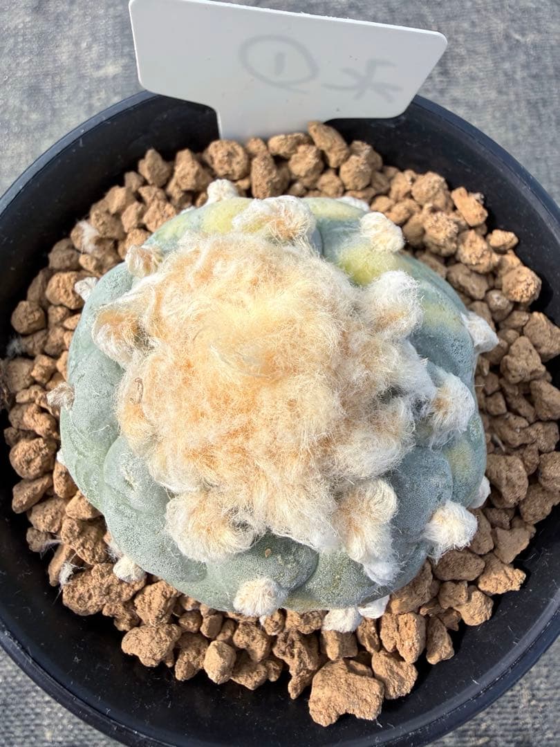 銀冠玉錦　ロホホラ　サボテン　鳥羽玉