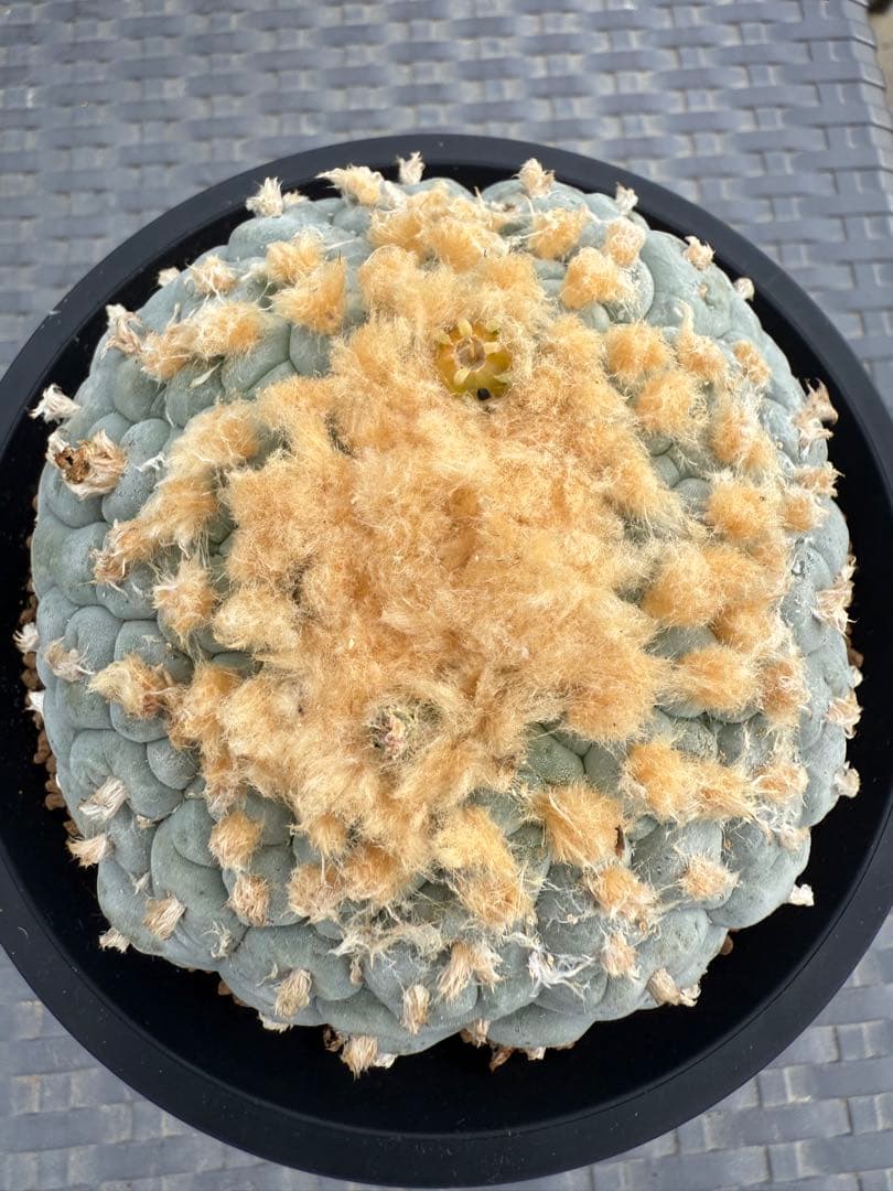 銀冠玉錦　ロホホラ　サボテン　鳥羽玉