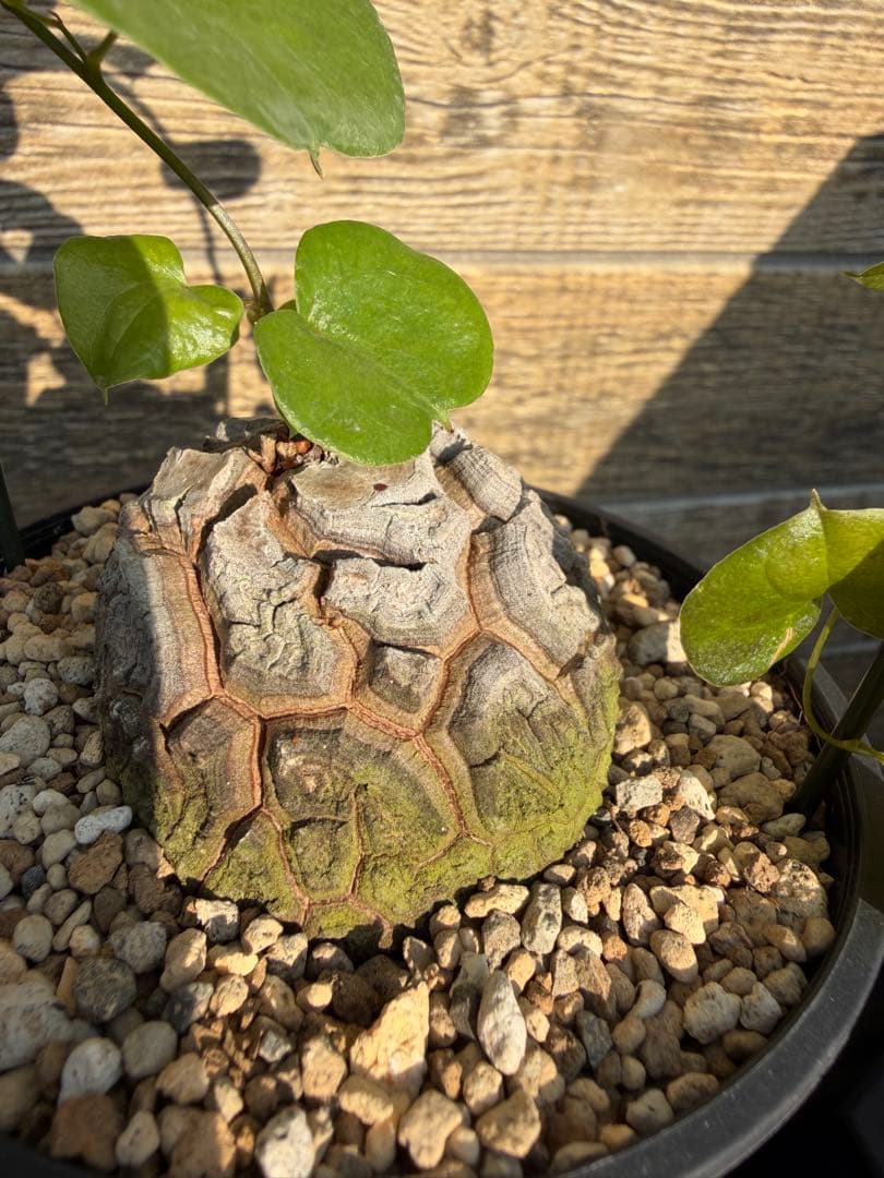 アフリカ亀甲竜 / 充実株 塊根 コーデックス 多肉 冬型 - メルカリ