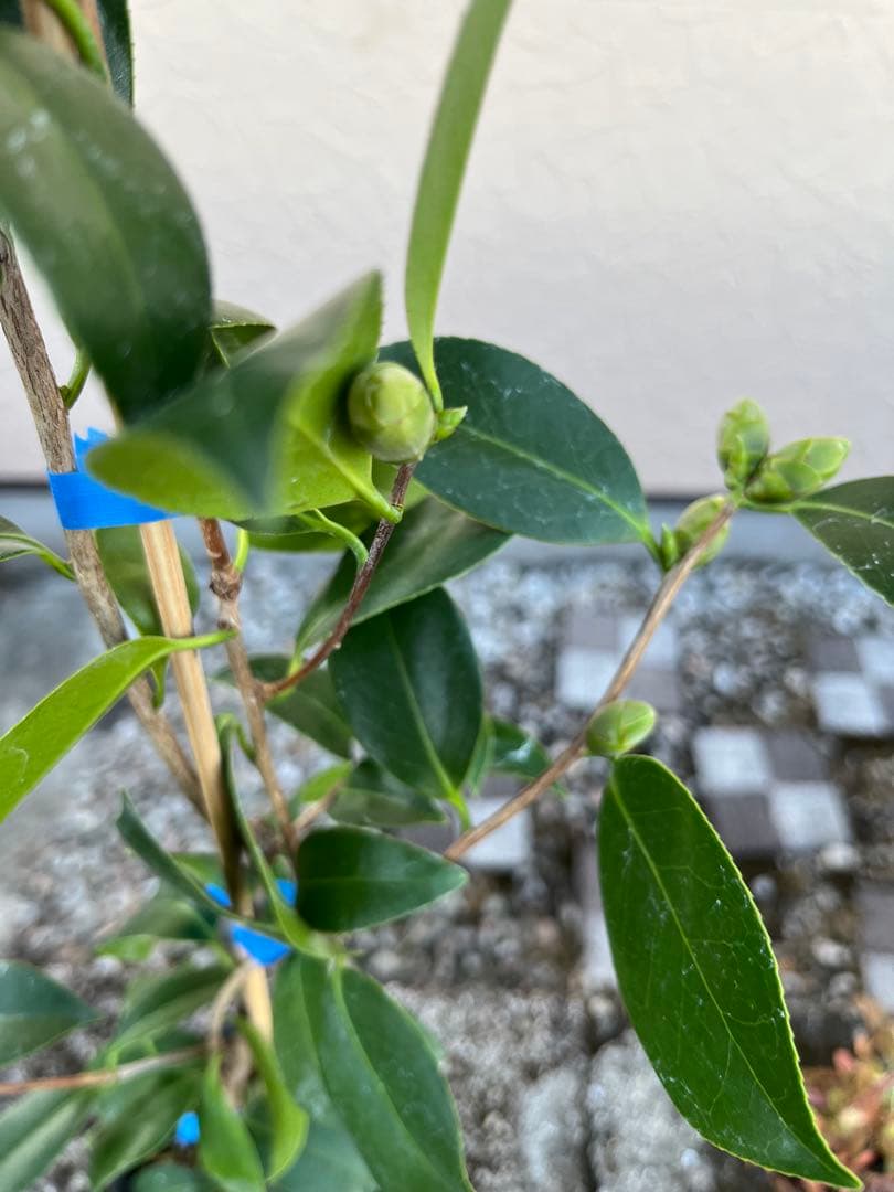 つばき　最小白花(さいしょうしろばな) 白色名花 極小輪 一重咲き 蕾あり宅急便