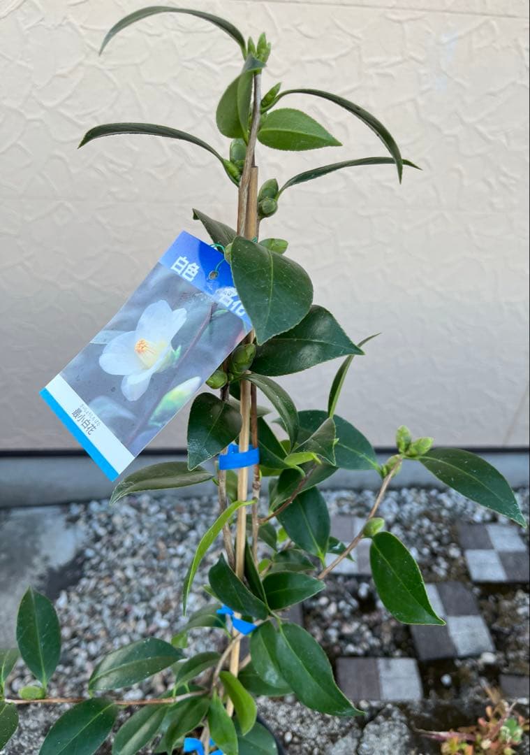 つばき　最小白花(さいしょうしろばな) 白色名花 極小輪 一重咲き 蕾あり宅急便