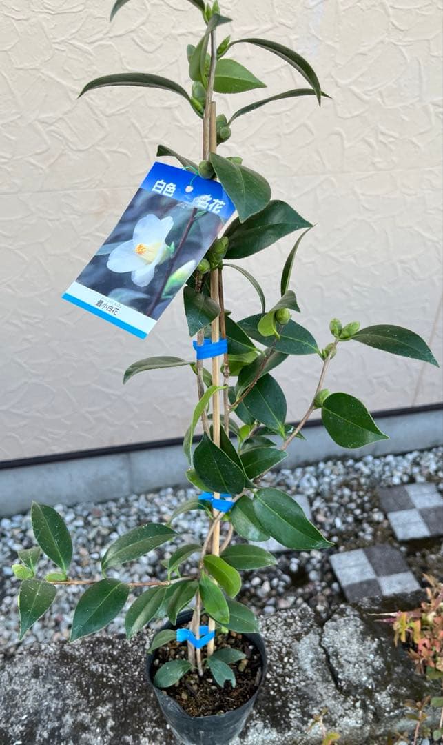 つばき　最小白花(さいしょうしろばな) 白色名花 極小輪 一重咲き 蕾あり宅急便