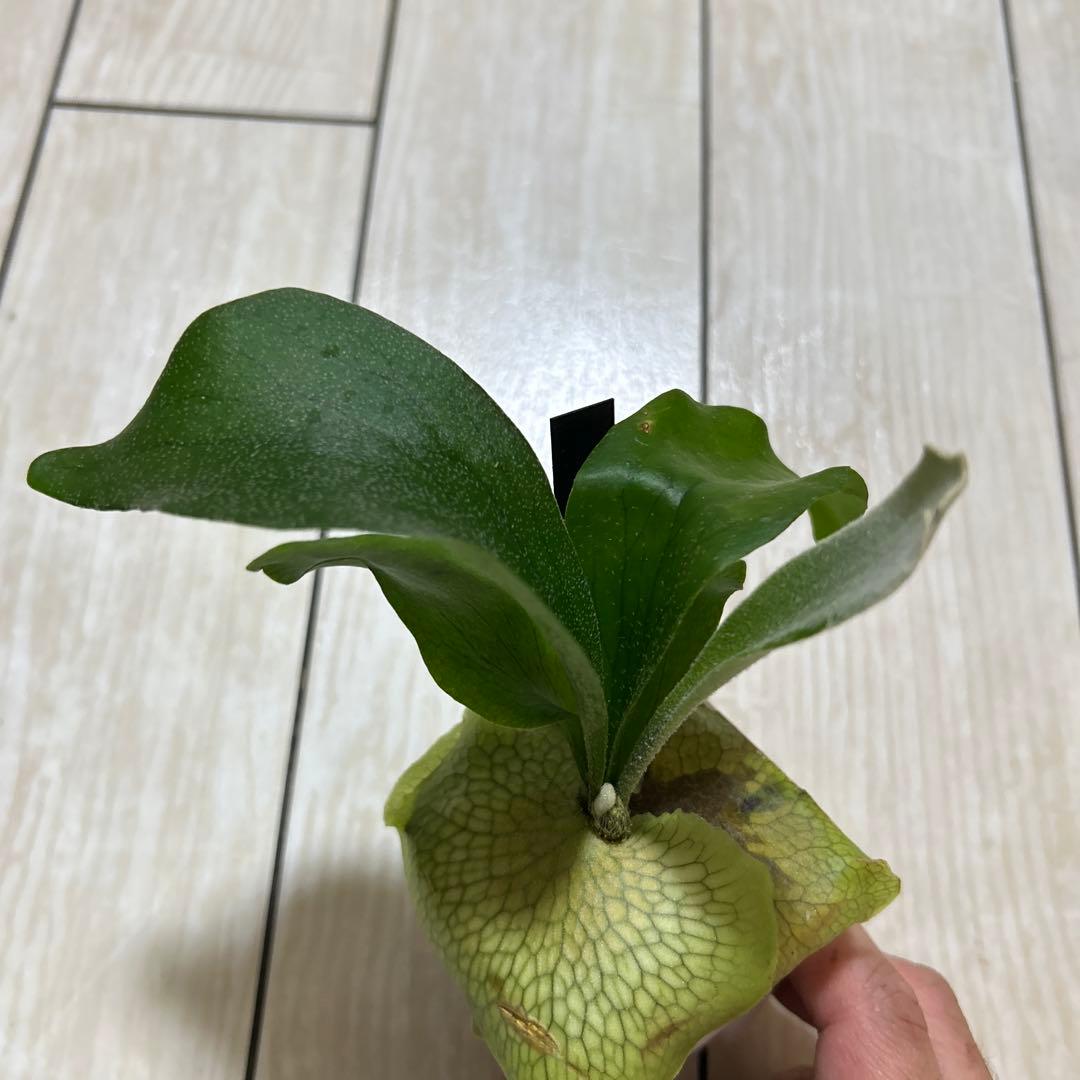 HAS.AR spore ビカクシダ ③