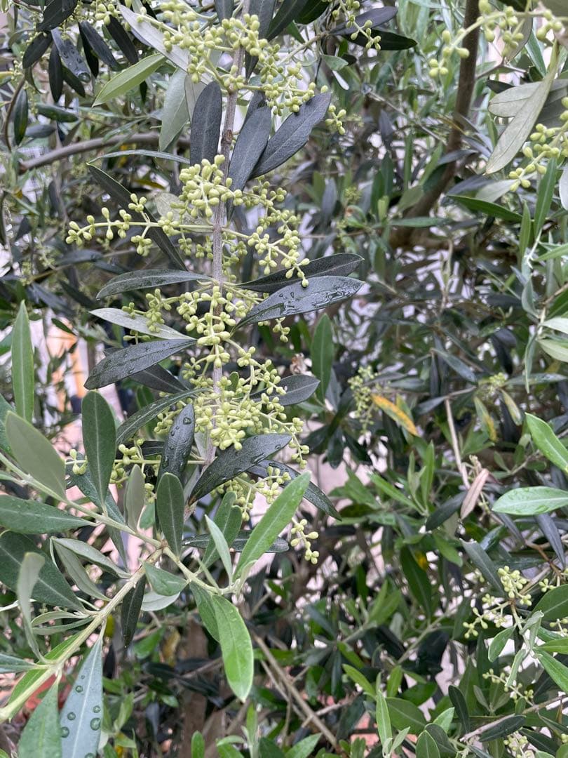 オリーブの木　植木　観葉植物
