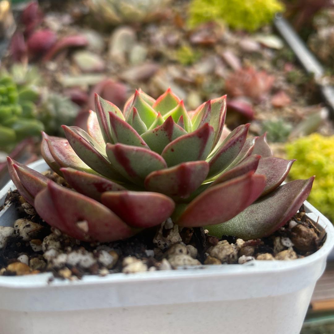 ラウリンゼ×ベルバラ 抜き苗 多肉植物 7.5cmポット 苗:約7cm - メルカリ