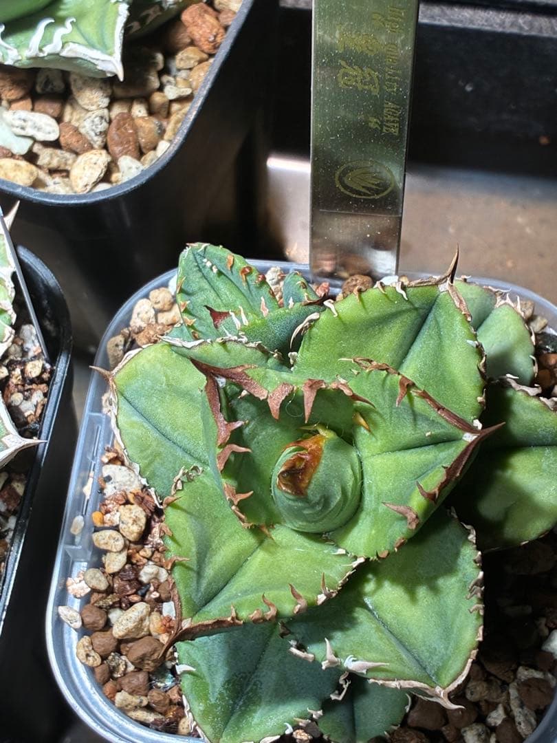 アガベチタノタ 皇冠 クラウン 中子株+子株沢山 - メルカリ