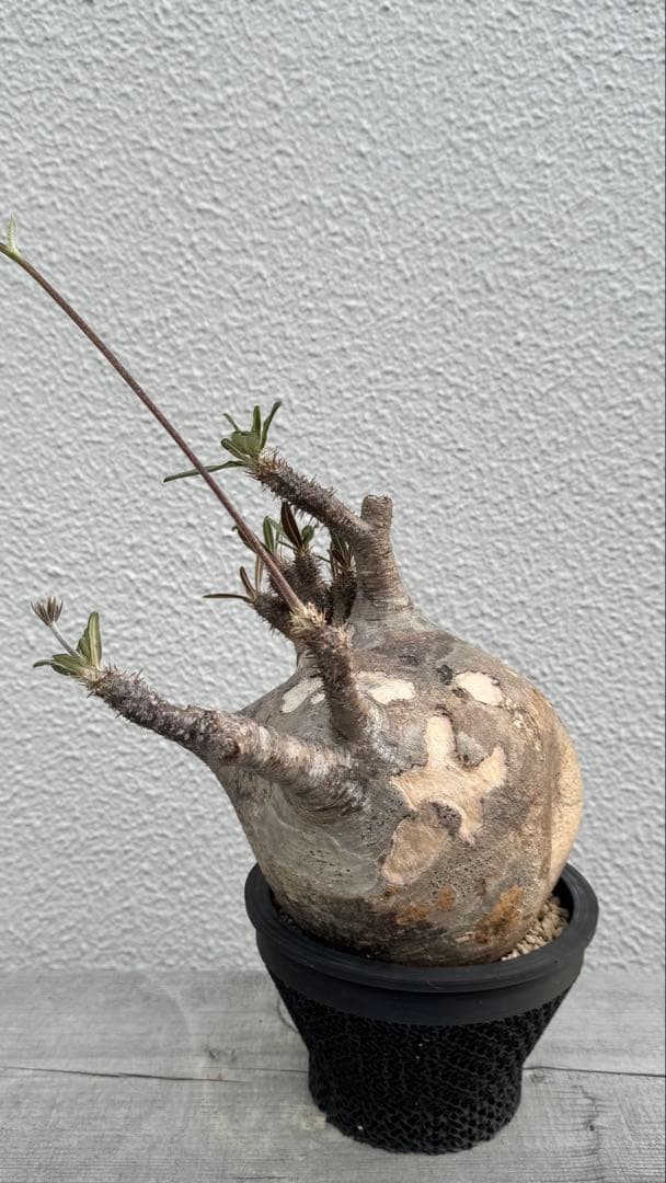 パキポディウム グラキリス　綴化　コレクション株　大株