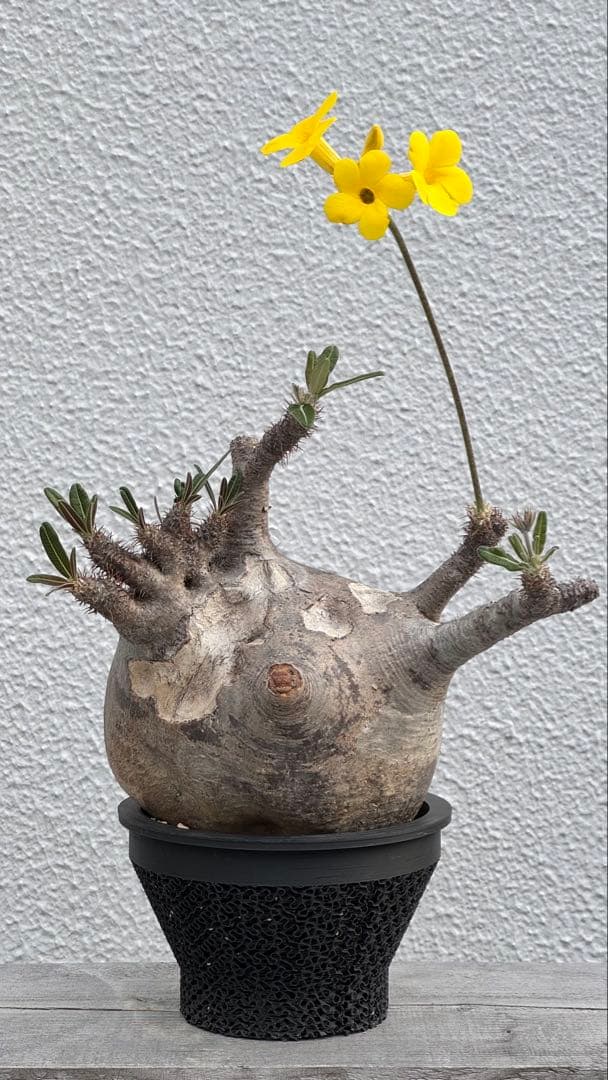 パキポディウム グラキリス　綴化　コレクション株　大株