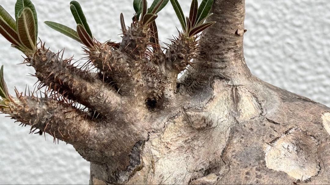 パキポディウム グラキリス　綴化　コレクション株　大株