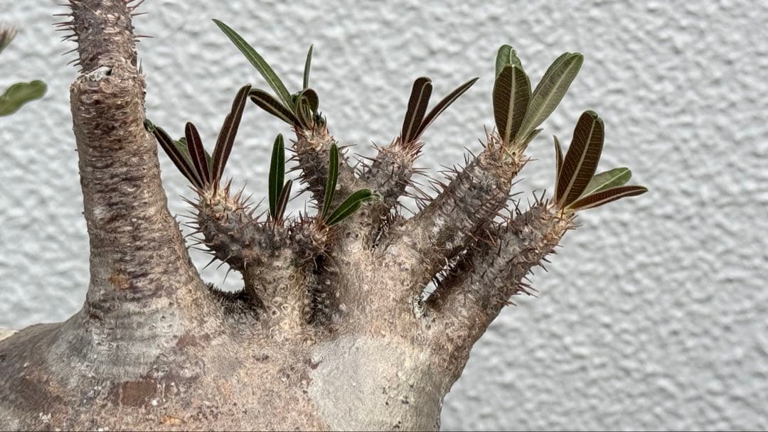 パキポディウム グラキリス　綴化　コレクション株　大株