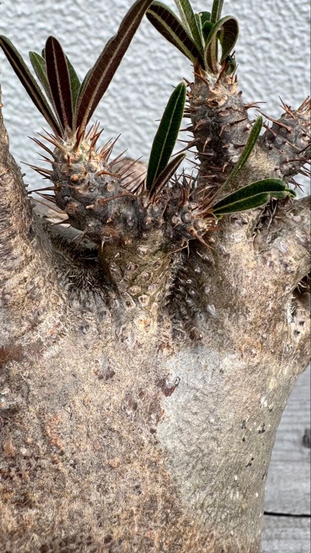 パキポディウム グラキリス　綴化　コレクション株　大株