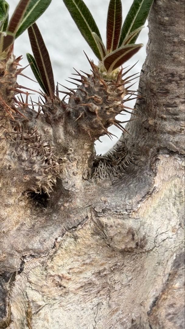 パキポディウム グラキリス　綴化　コレクション株　大株