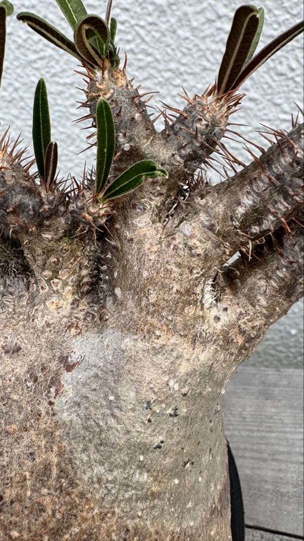 パキポディウム グラキリス　綴化　コレクション株　大株