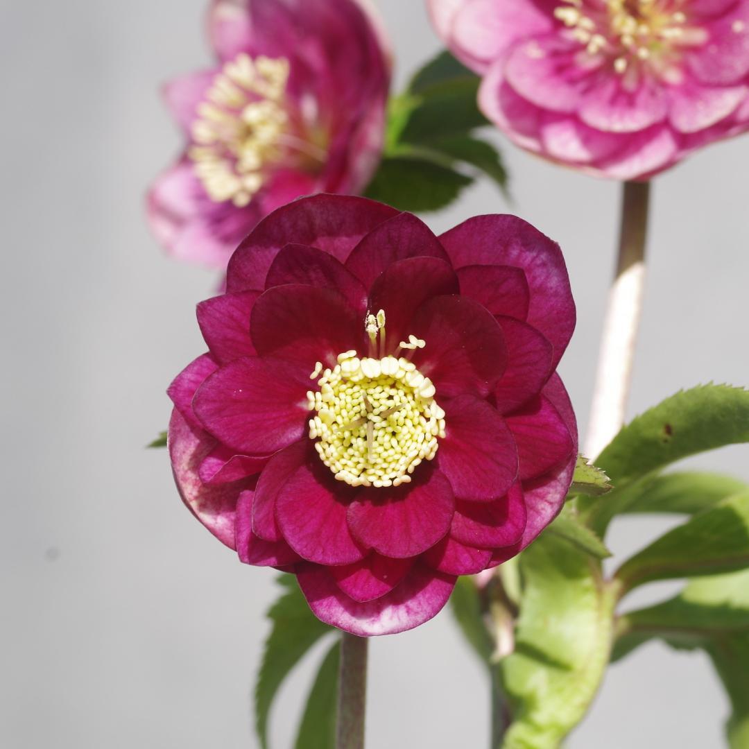 7196 認定！グロッシーカラー クリスマスローズ開花 加藤農園 - メルカリ