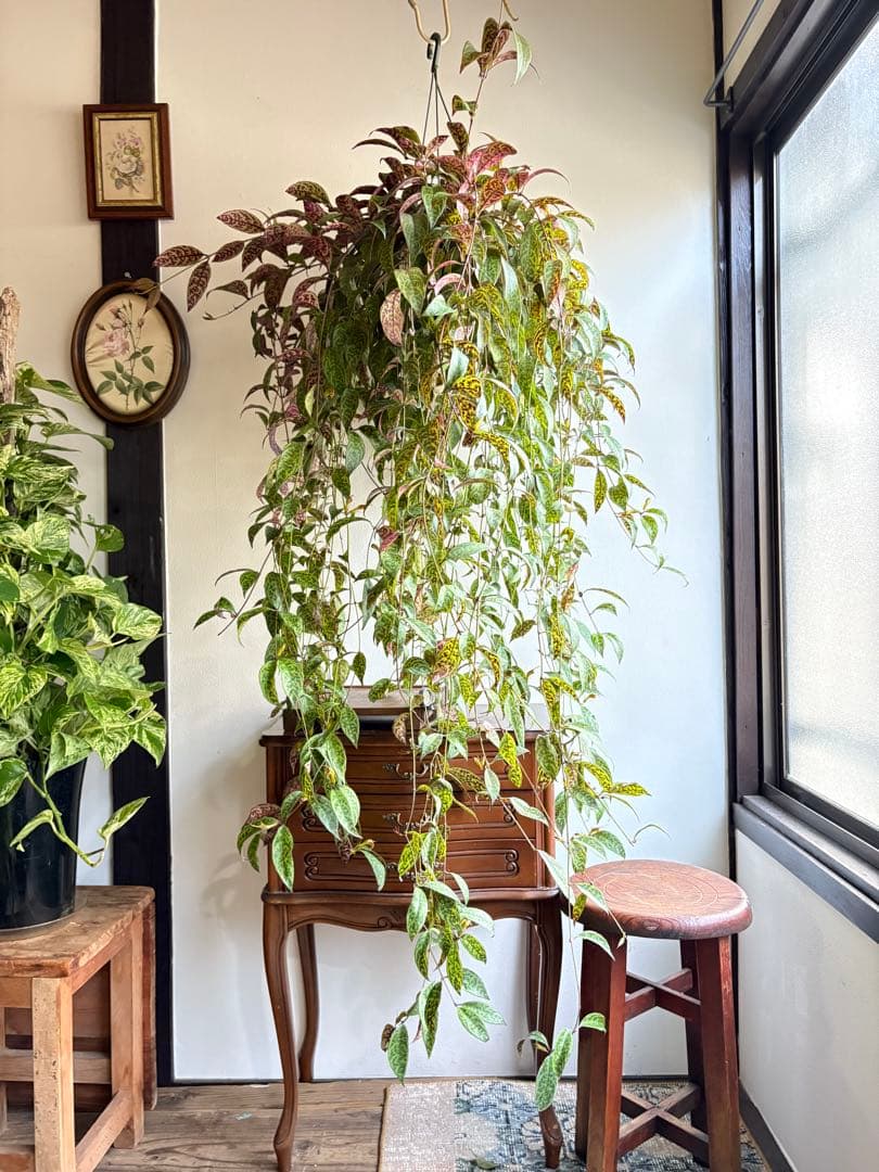 出目金ちゃま 2点