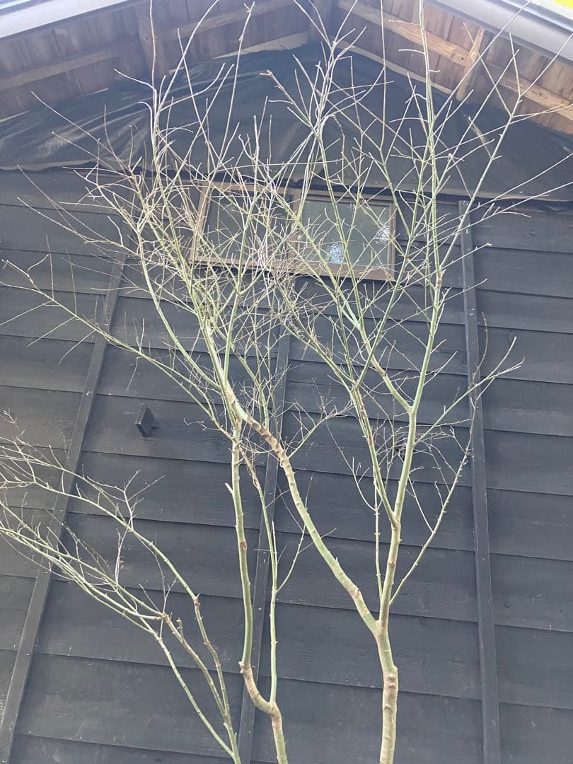 20 山採り　イロハモミジ