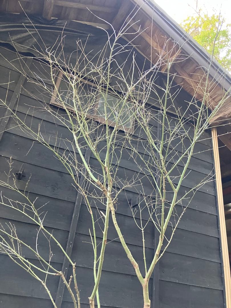 20 山採り　イロハモミジ