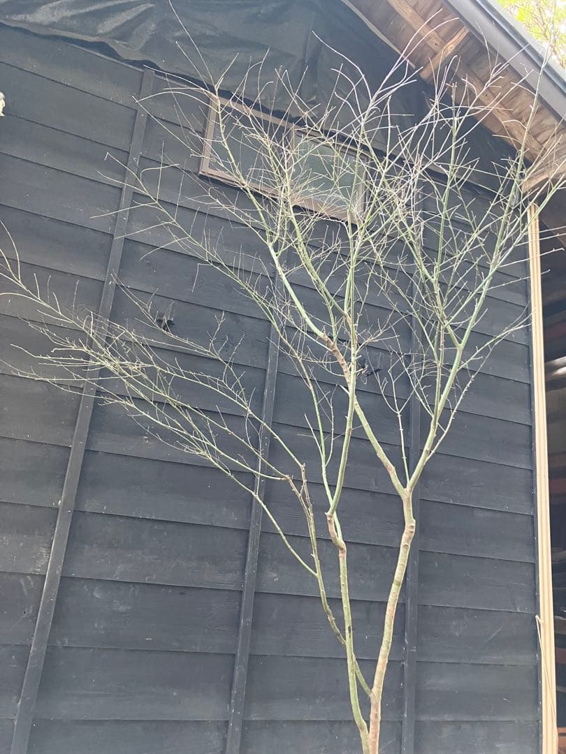 20 山採り　イロハモミジ