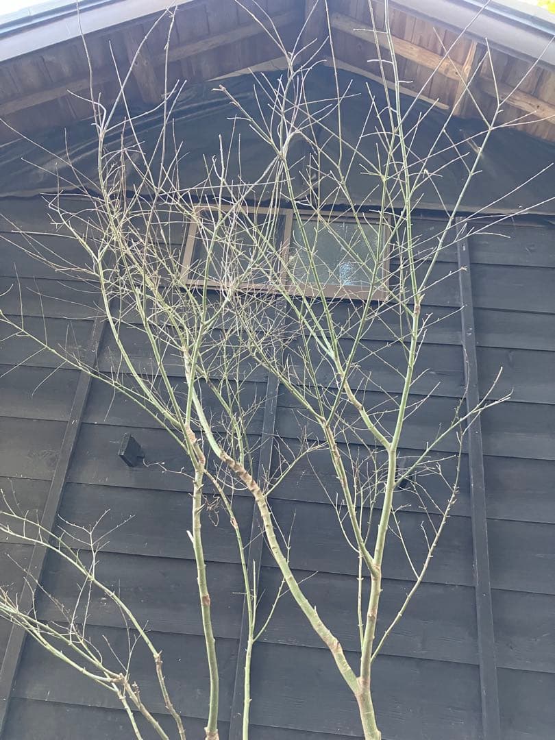 20 山採り　イロハモミジ