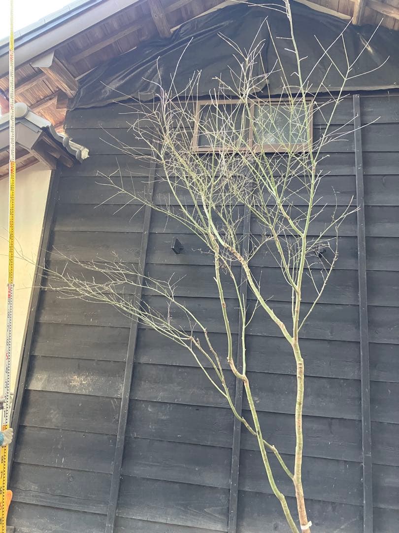 20 山採り　イロハモミジ