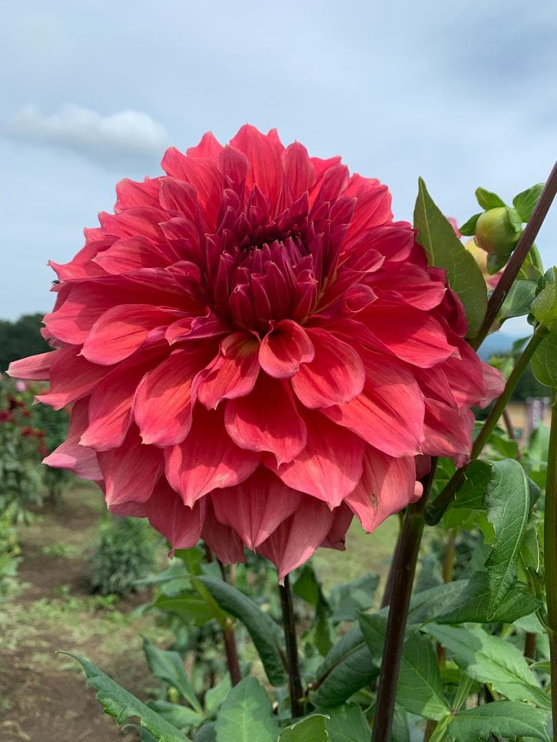 ダリア カフェオーレ球根 出品兼 業務連絡 - メルカリ