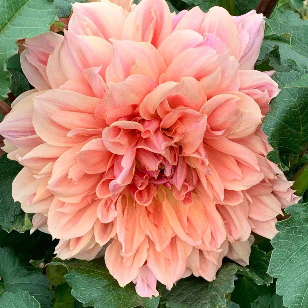 ダリア カフェオーレ球根 出品兼 業務連絡 - メルカリ