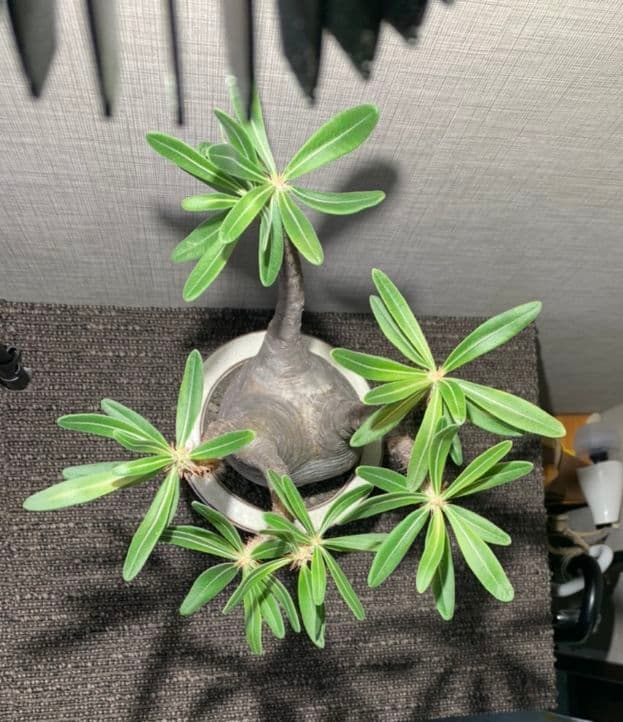 パキポディウム グラキリス