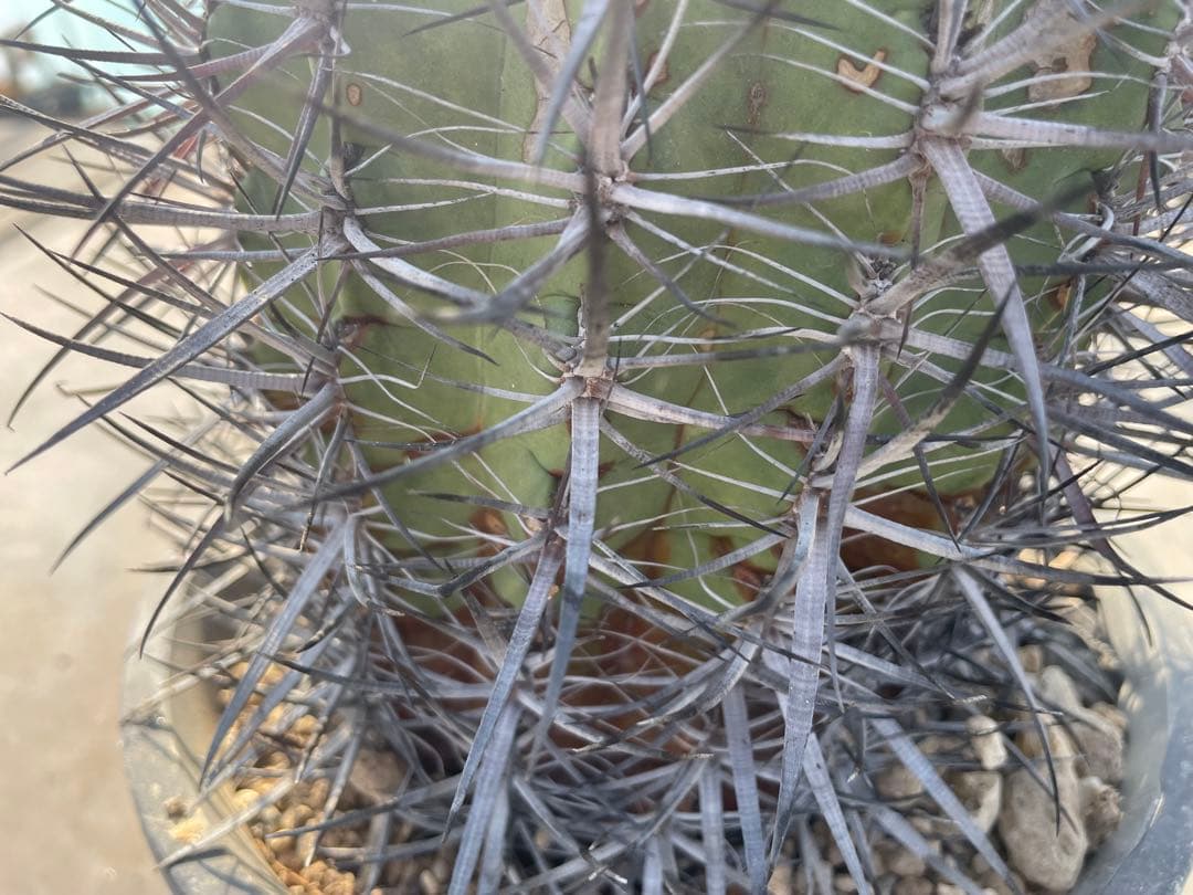 サボテン フェロカクタス 黄金冠 古株 巨大