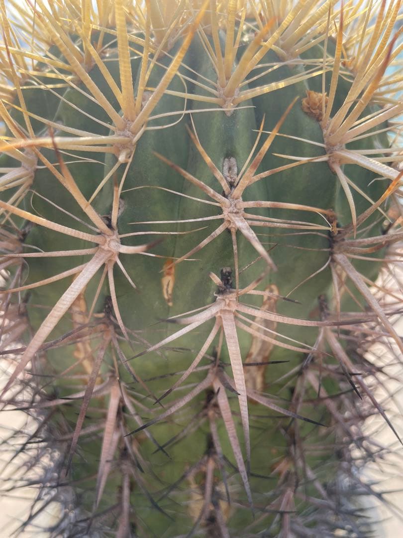 サボテン フェロカクタス 黄金冠 古株 巨大