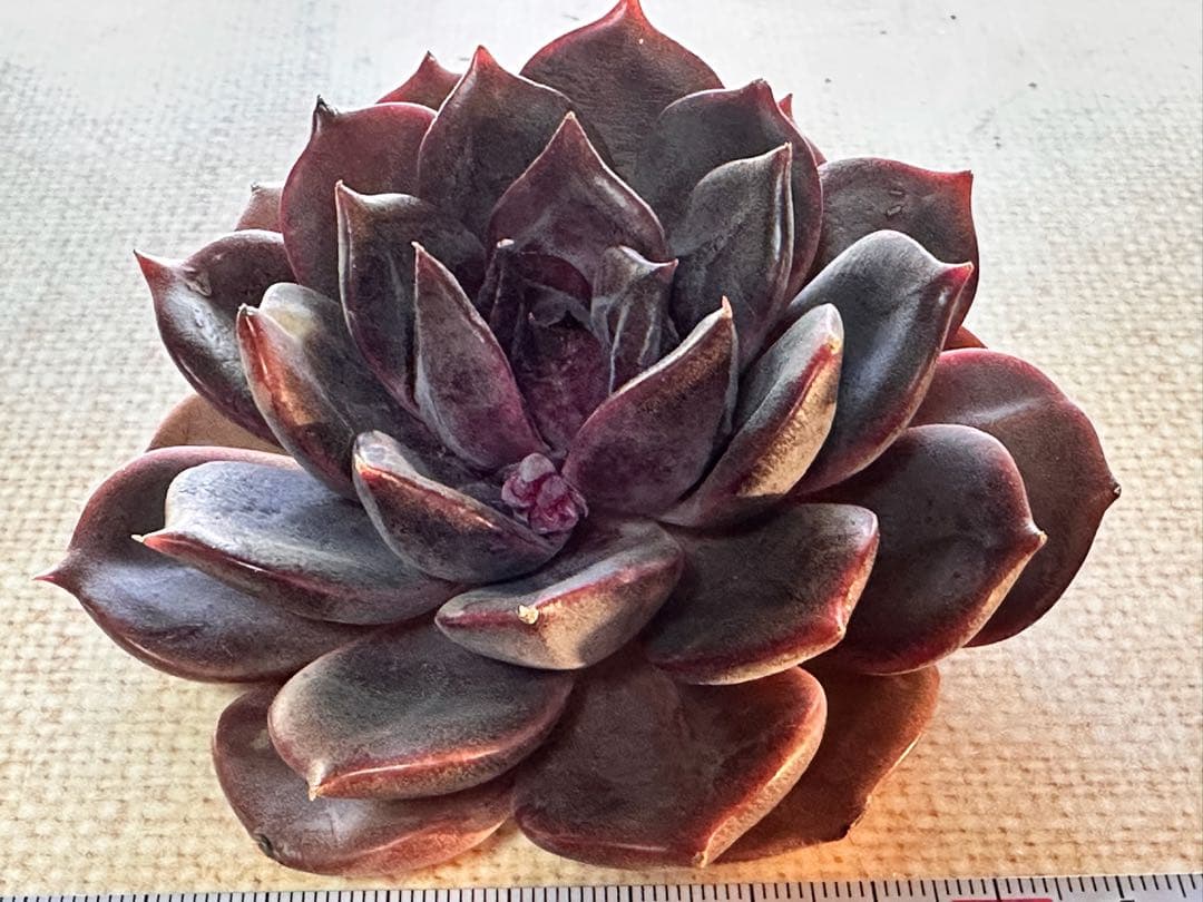 F2526新入荷 ブラックチョコレート エケベリア 多肉植物撮影2月23日