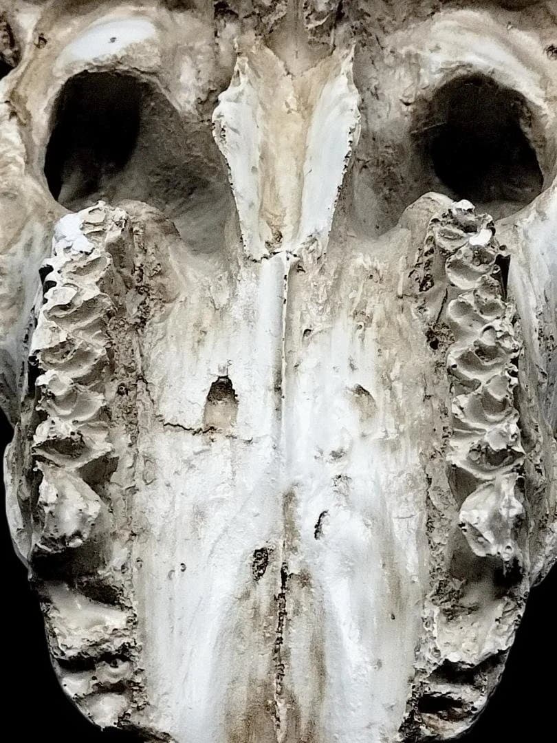 テキサス・ロングホーン・スカル　壁掛け　精巧な模造品 インテリア　装飾品