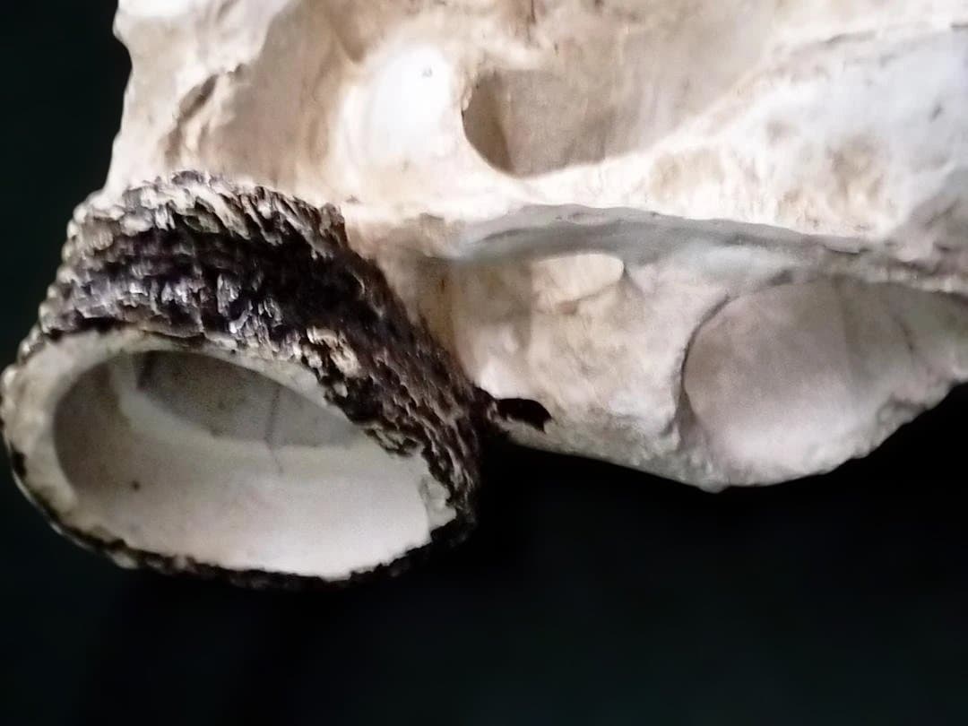 テキサス・ロングホーン・スカル　壁掛け　精巧な模造品 インテリア　装飾品