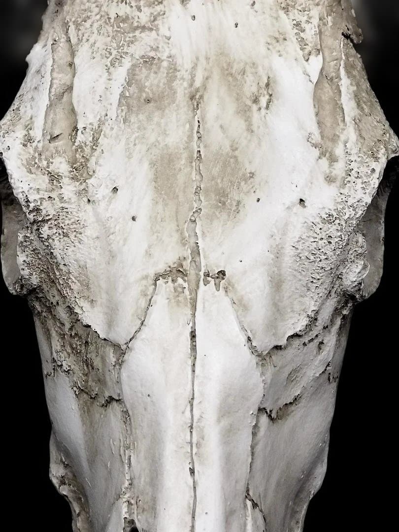 テキサス・ロングホーン・スカル　壁掛け　精巧な模造品 インテリア　装飾品