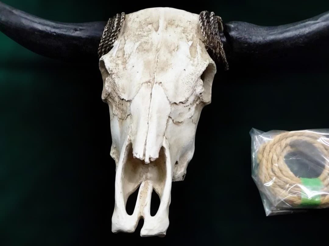 テキサス・ロングホーン・スカル　壁掛け　精巧な模造品 インテリア　装飾品