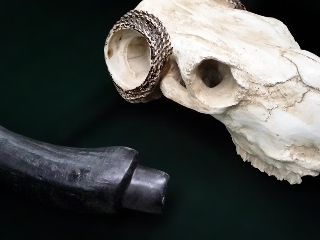 テキサス・ロングホーン・スカル　壁掛け　精巧な模造品 インテリア　装飾品