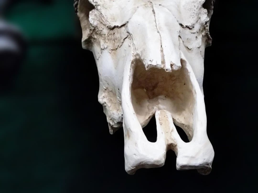 テキサス・ロングホーン・スカル　壁掛け　精巧な模造品 インテリア　装飾品