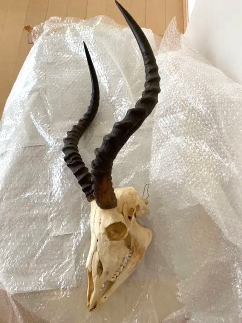 インパラ頭骨、本物、壁かけ、美品 希少品